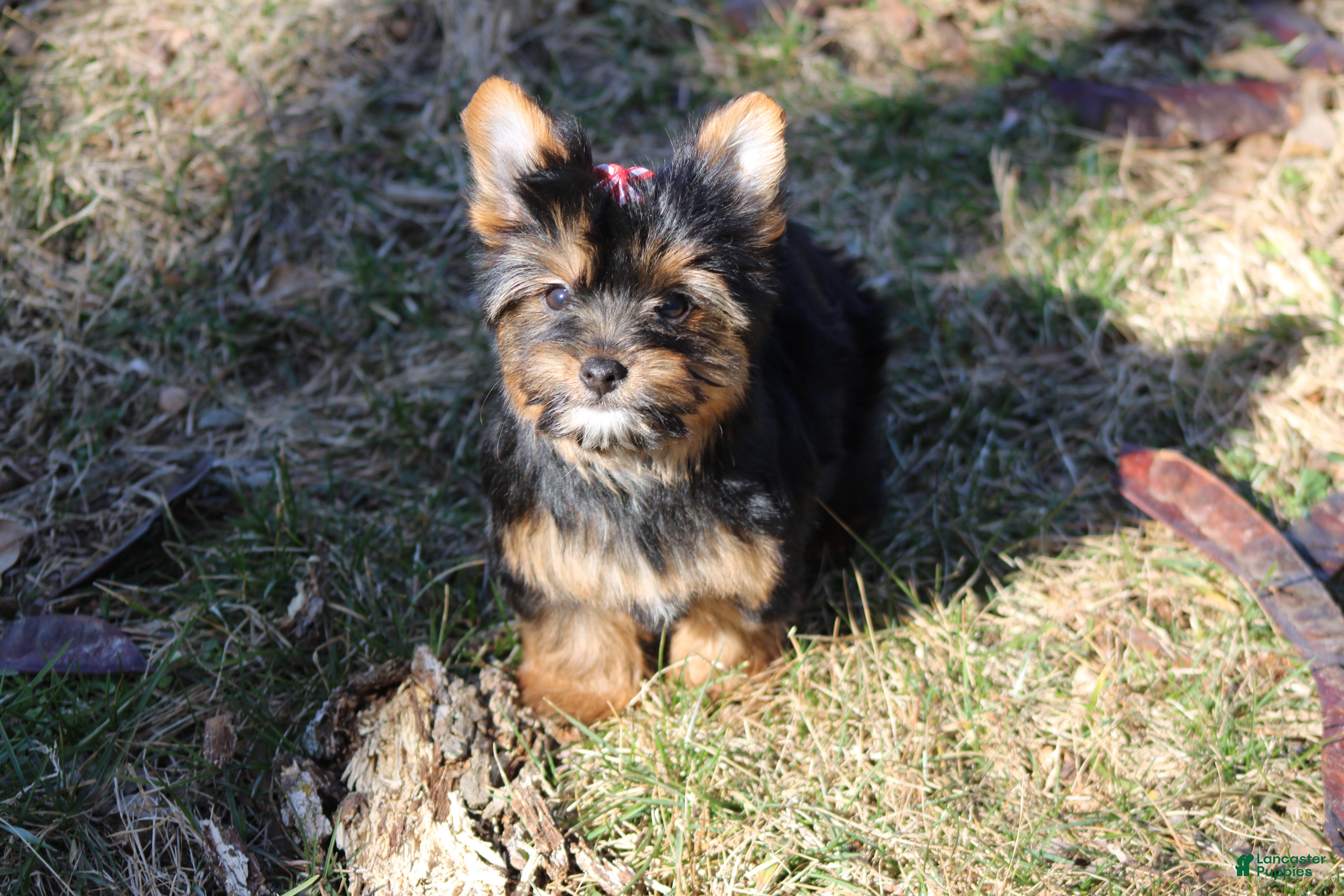 Yorkshire Terrier dogs Chloe - Ad 3