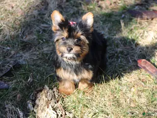 Yorkshire Terrier dogs Chloe - Ad 3