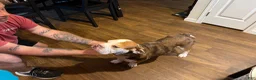 Beabull dogs for sale: Messie - Ad 5