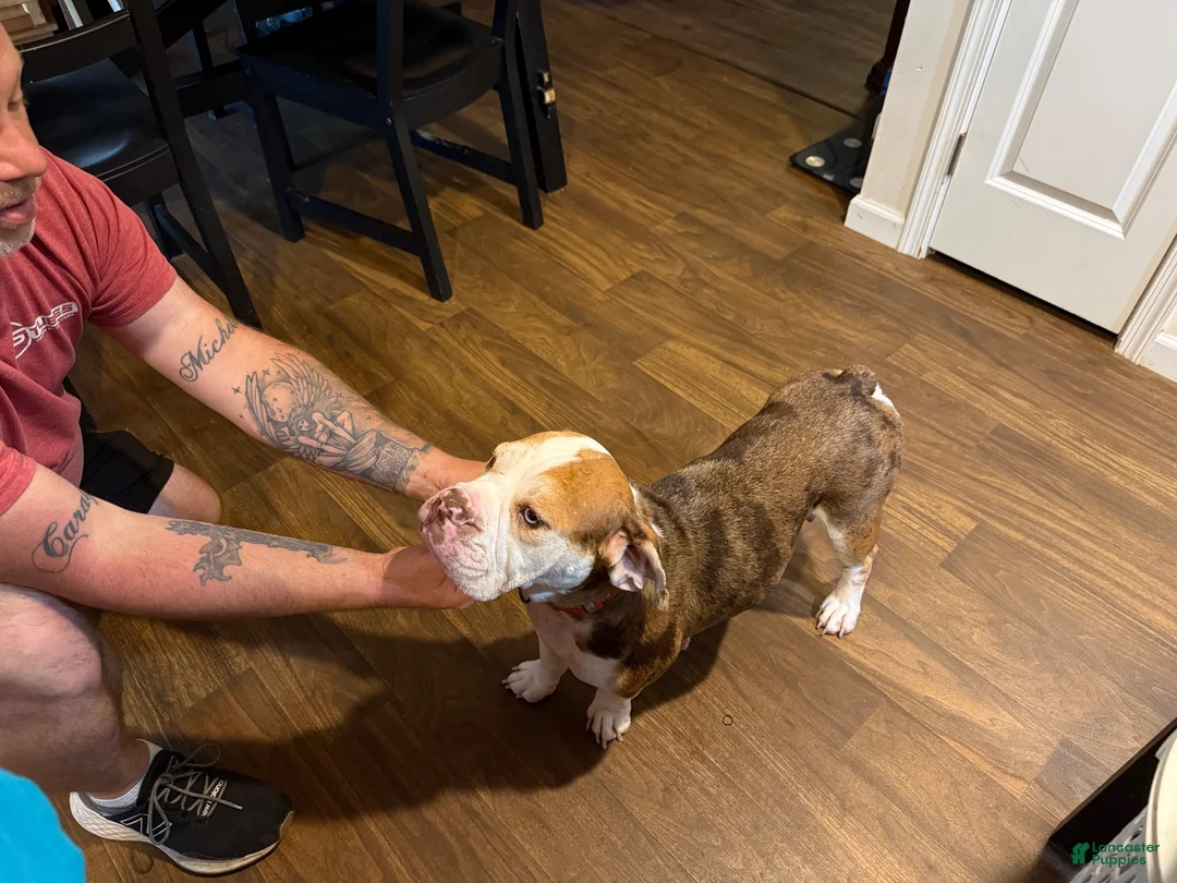 Beabull dogs for sale: Messie - Ad 5