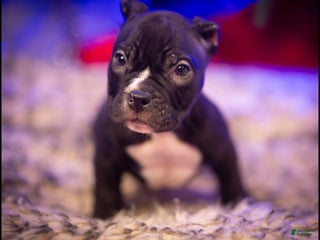 American Bully dogs American Bully Puppy 3 - Ad 26