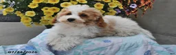 Miniature Poodle dogs for sale: Sapphire - Ad 4