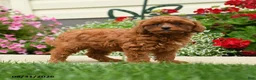 Cavapoo dogs for sale: Lady Chewie - Ad 3