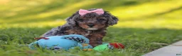 Miniature Poodle dogs for sale: Lexi - Ad 13