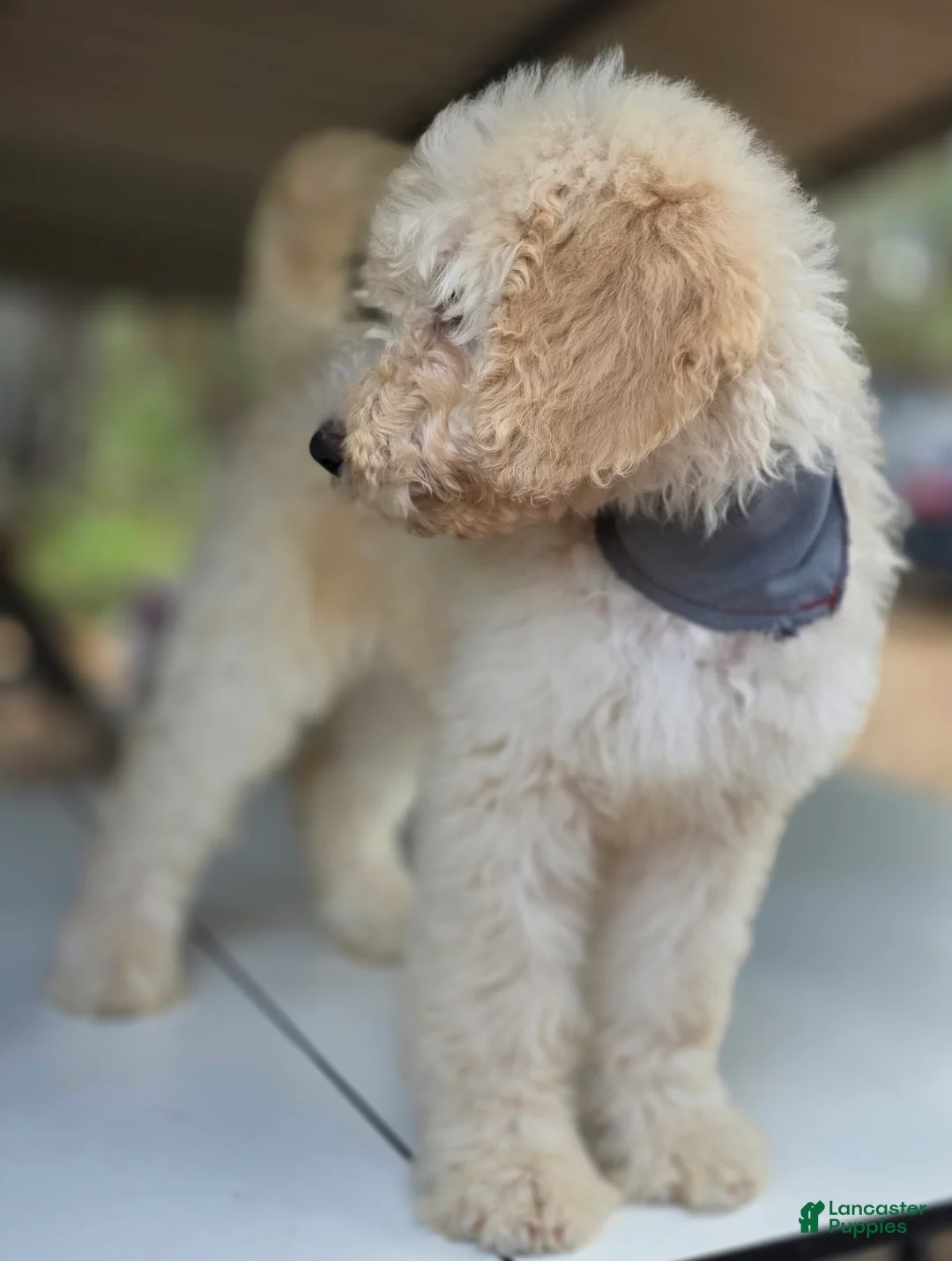 Goldendoodle dogs for sale: Tye - Ad 7