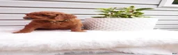Goldendoodle dogs for sale: Rubble - Ad 6