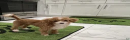 Miniature Poodle dogs for sale: Diamond: 5lb Miniature Poodle  - Ad 2