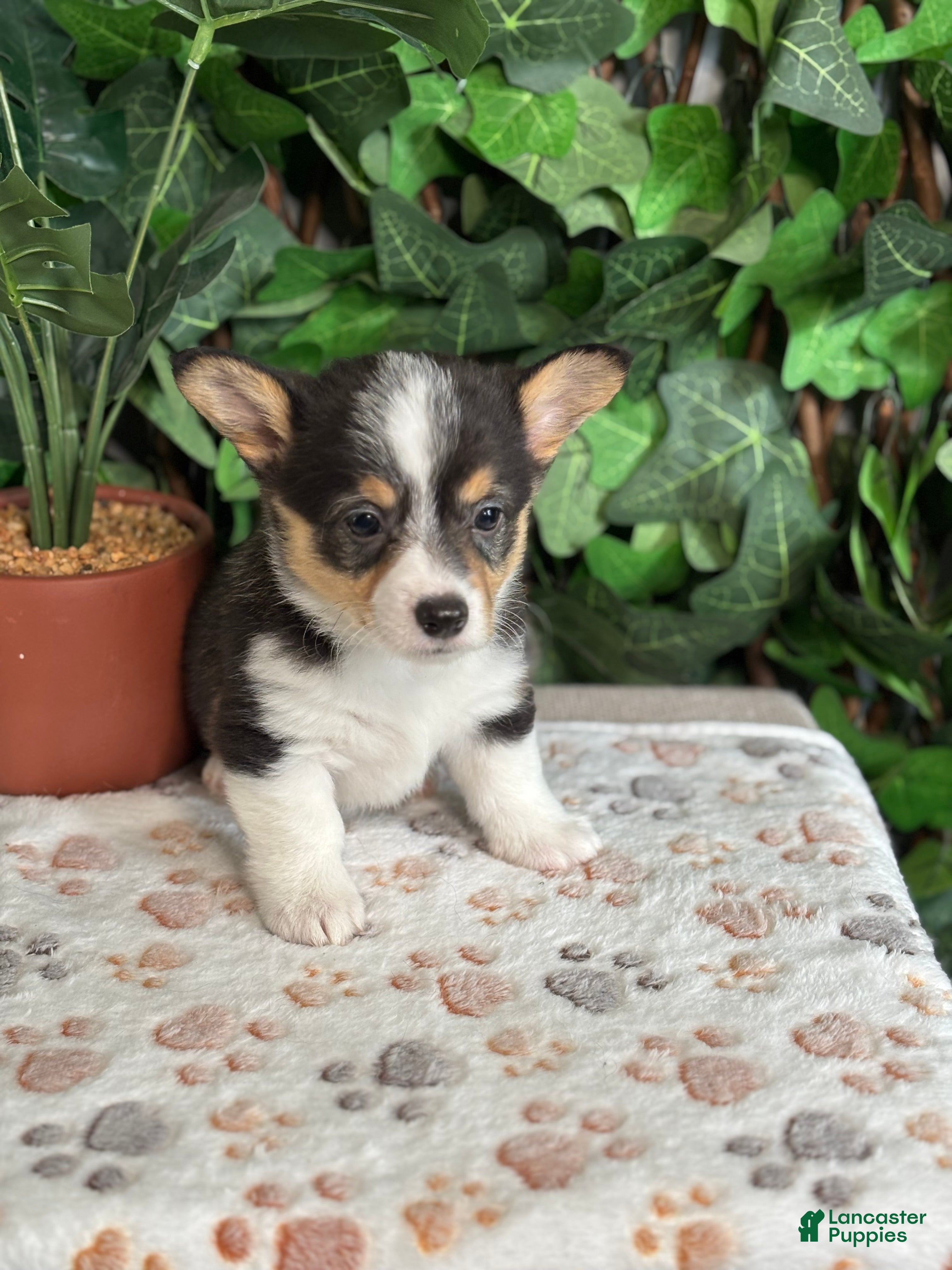 American Corgi dogs Tricolor Female - April - Ad 1