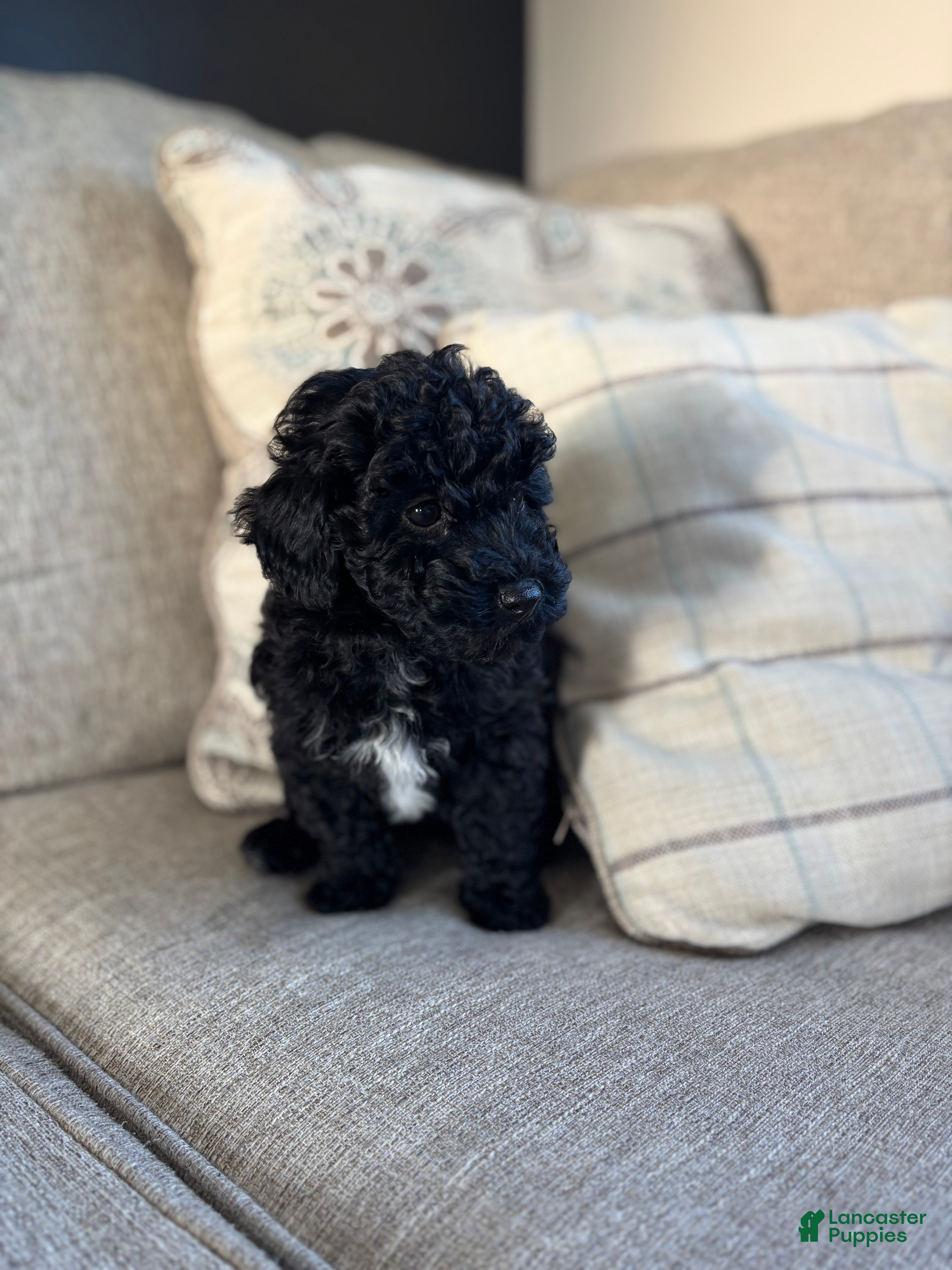 Maltipoo dogs Minnie  - Ad 2