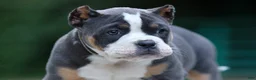 American Bully dogs for sale: Blue Tri Female - Ad 4