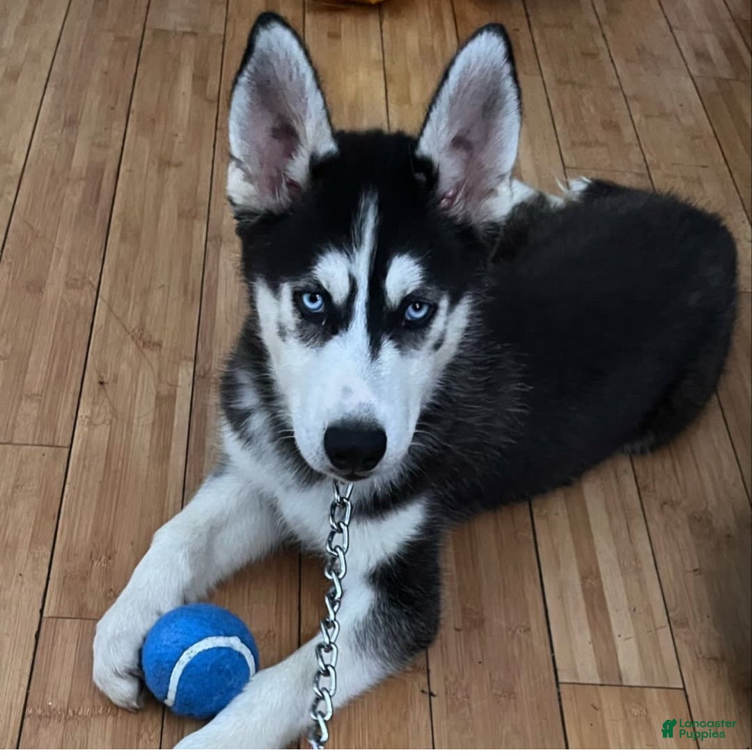 Gallery Image {{count}}