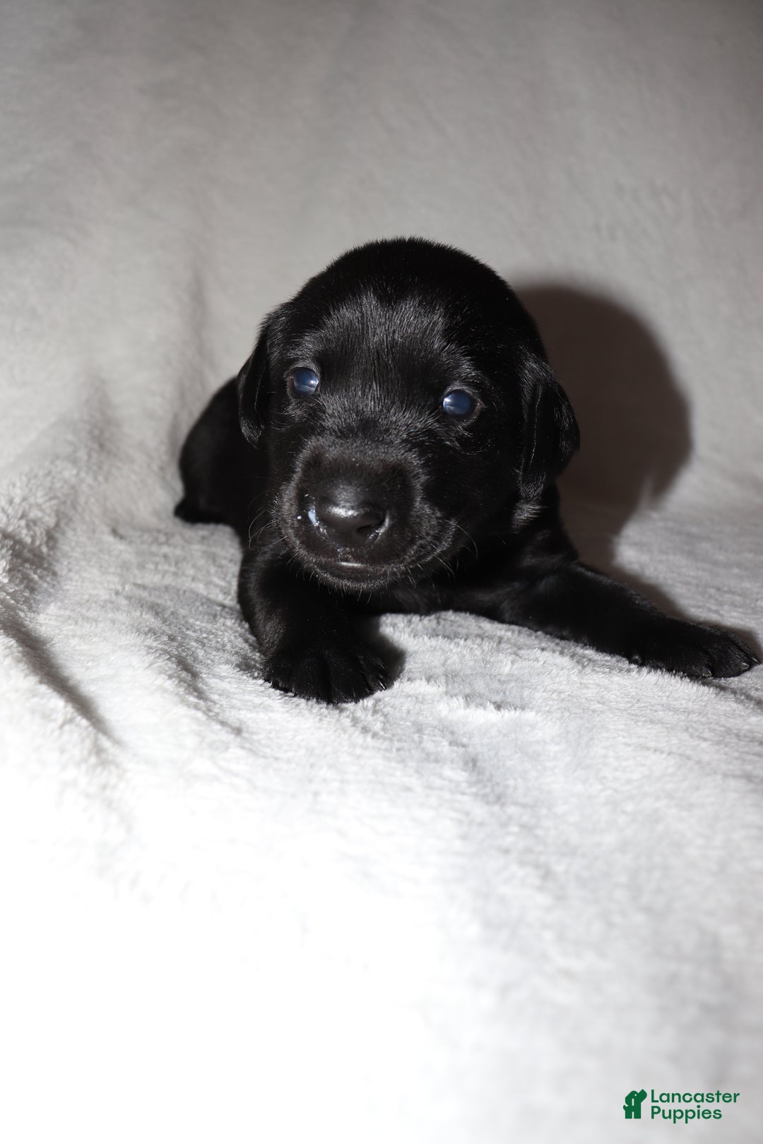 Labrador Retriever dogs for sale: Reese - Ad 2