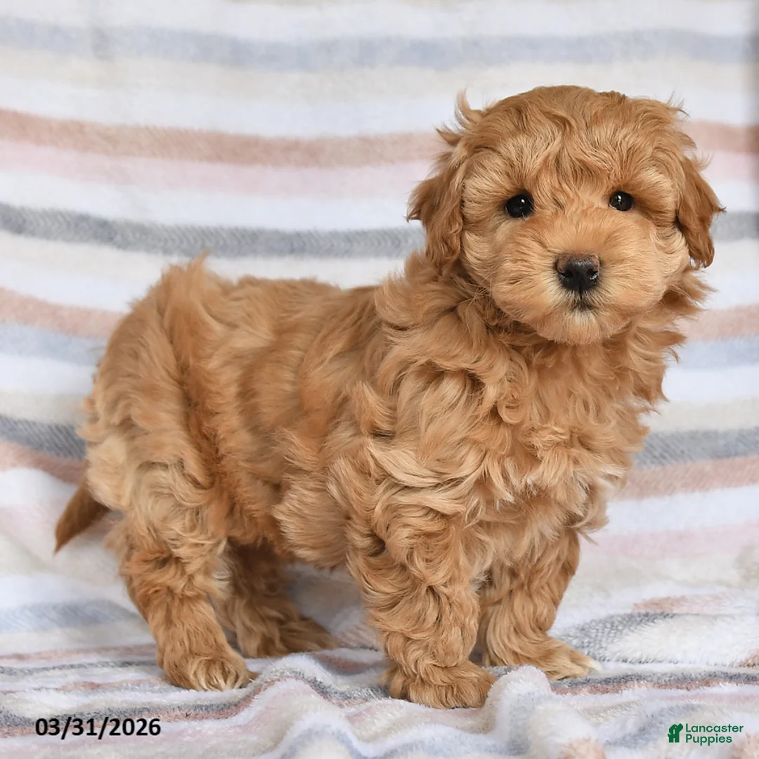 Maltipoo dogs for sale: Abby - Ad 2