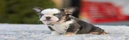 French Bulldog dogs for sale: Sheba - Ad 4