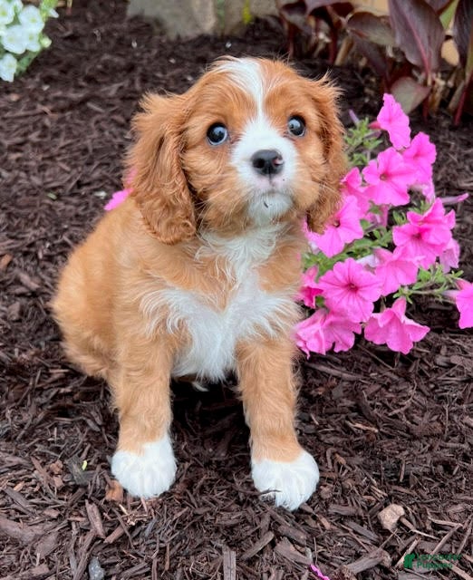 Cavalier King Charles Spaniel dogs for sale: Billy - Ad 3
