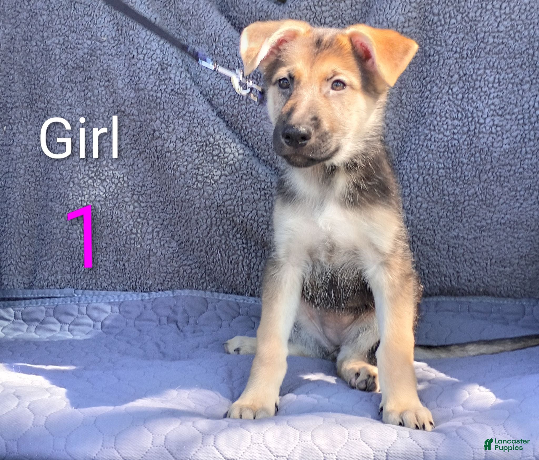 German Shepherd dogs German Shepherd 5 - Ad 31