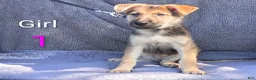 German Shepherd dogs for sale: German Shepherd 5 - Ad 1