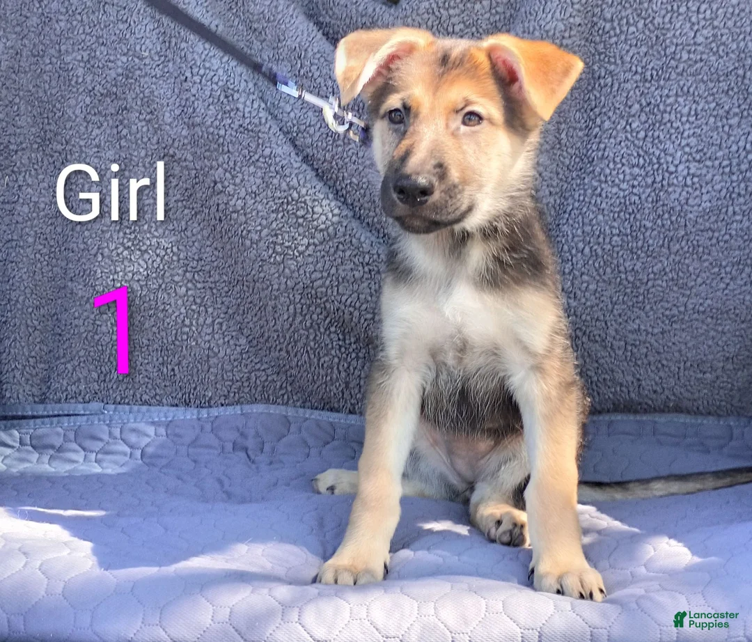 German Shepherd dogs for sale: German Shepherd 5 - Ad 1