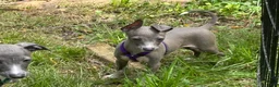 Italian Greyhound dogs for sale: Bandit - Ad 2