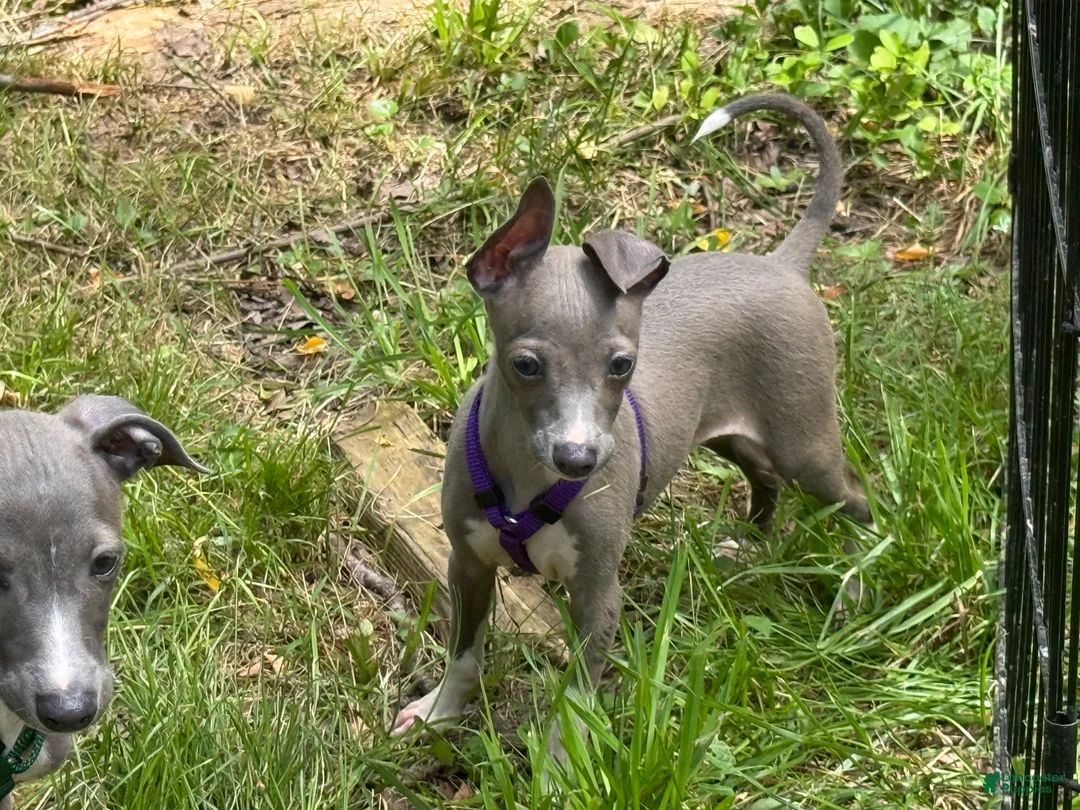 Italian Greyhound dogs for sale: Bandit - Ad 2