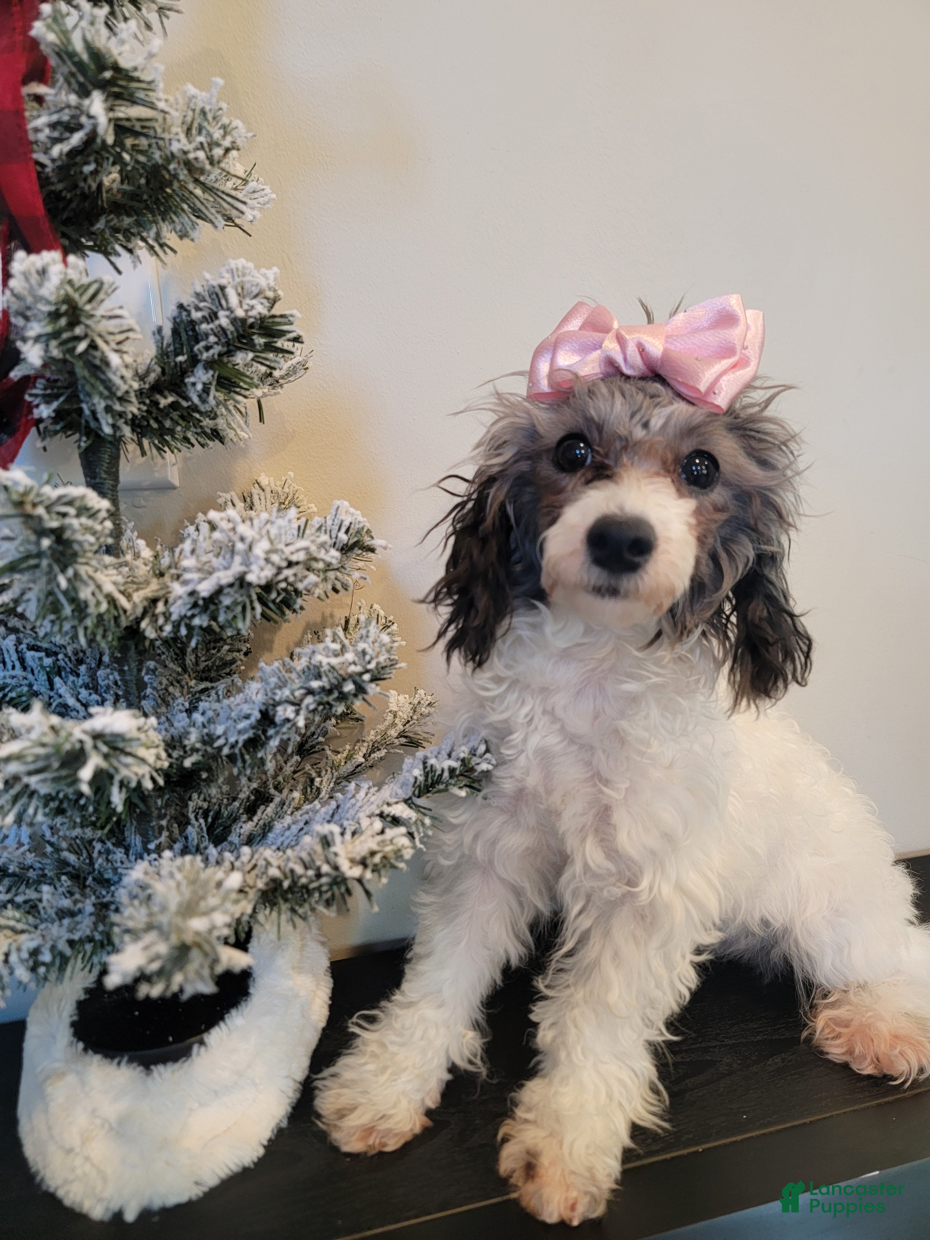 Toy Poodle dogs Toy Poodle Puppy 1 - Ad 17