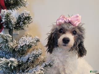 Toy Poodle dogs Toy Poodle Puppy 1 - Ad 17