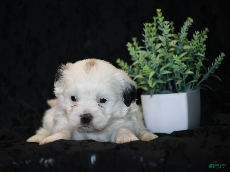 Mixed Breed dogs Shane - Ad 2