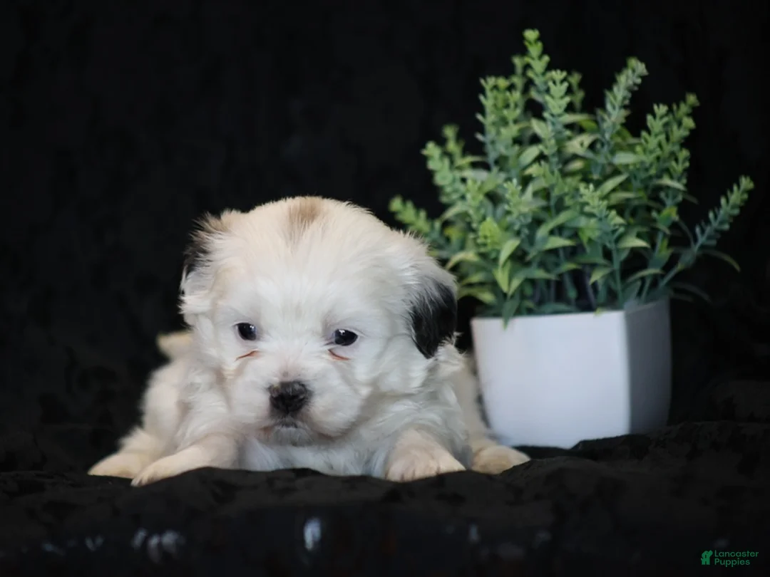 Mixed Breed dogs for sale: Shane - Ad 1