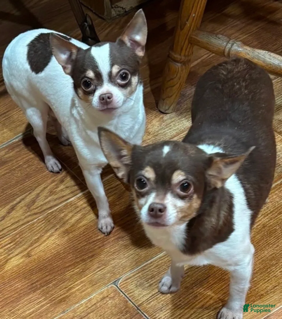 Chihuahua dogs for sale: Chihuahua Puppy 1 - Ad 1