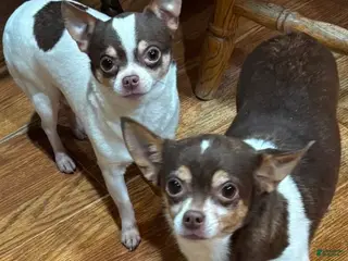 Chihuahua dogs Chihuahua Puppy 1 - Ad 12