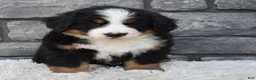 Bernese Mountain Dog dogs for sale: Bentley  - Ad 6