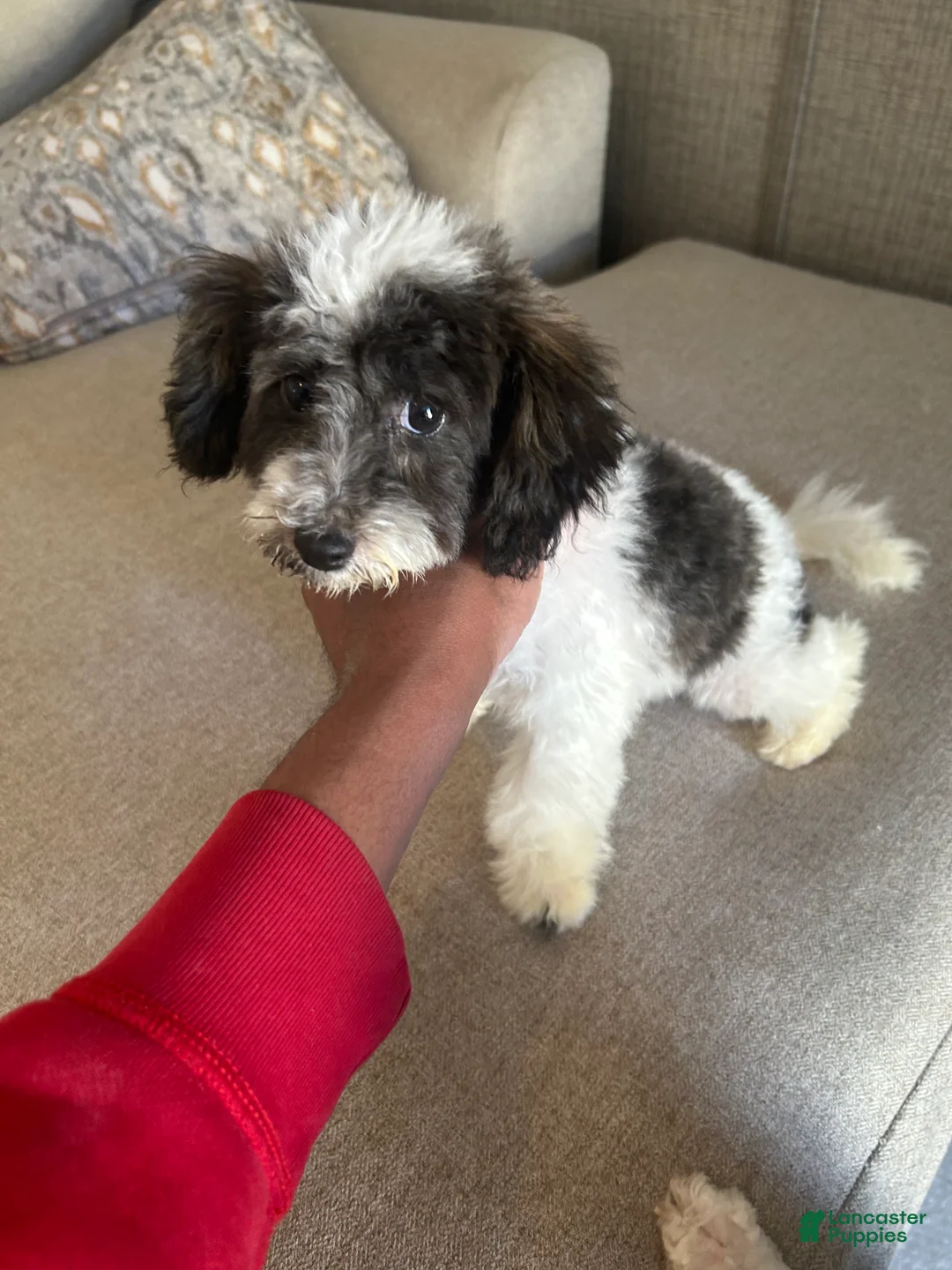 Toy Poodle dogs for sale: Toy Poodle Puppy 1 - Ad 1