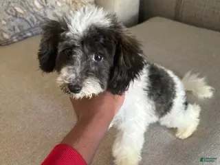 Toy Poodle dogs Toy Poodle Puppy 1 - Ad 1