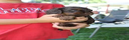 Cockapoo dogs for sale: Turner - Ad 4