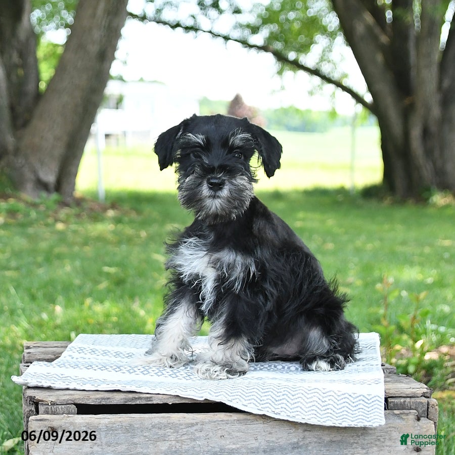 Miniature Schnauzer dogs Ivy - Ad 2