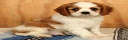 Cavalier King Charles Spaniel dogs for sale: Perry - Ad 1