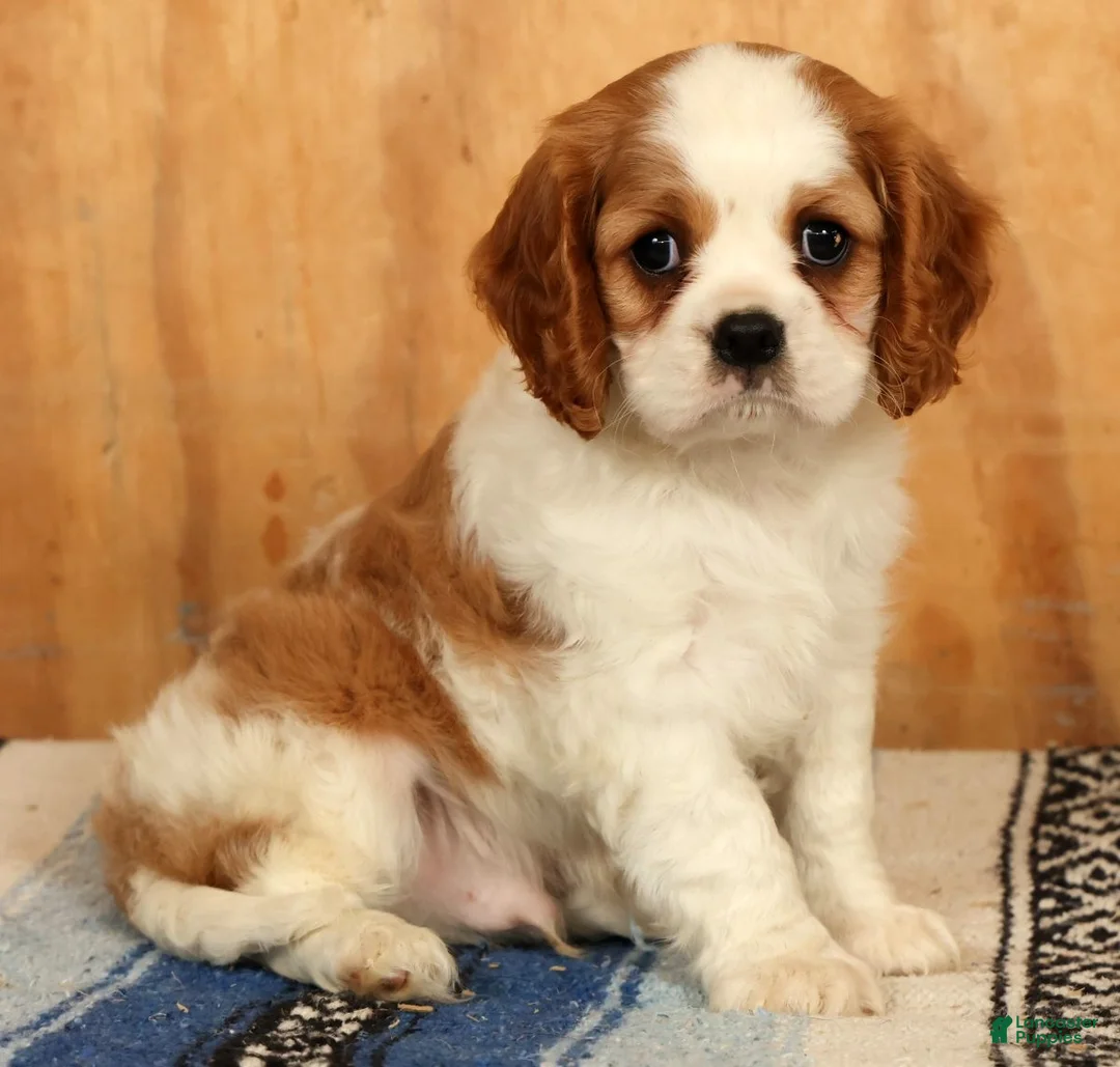 Cavalier King Charles Spaniel dogs for sale: Perry - Ad 1