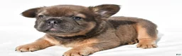 French Bulldog dogs for sale: Zack - Ad 3