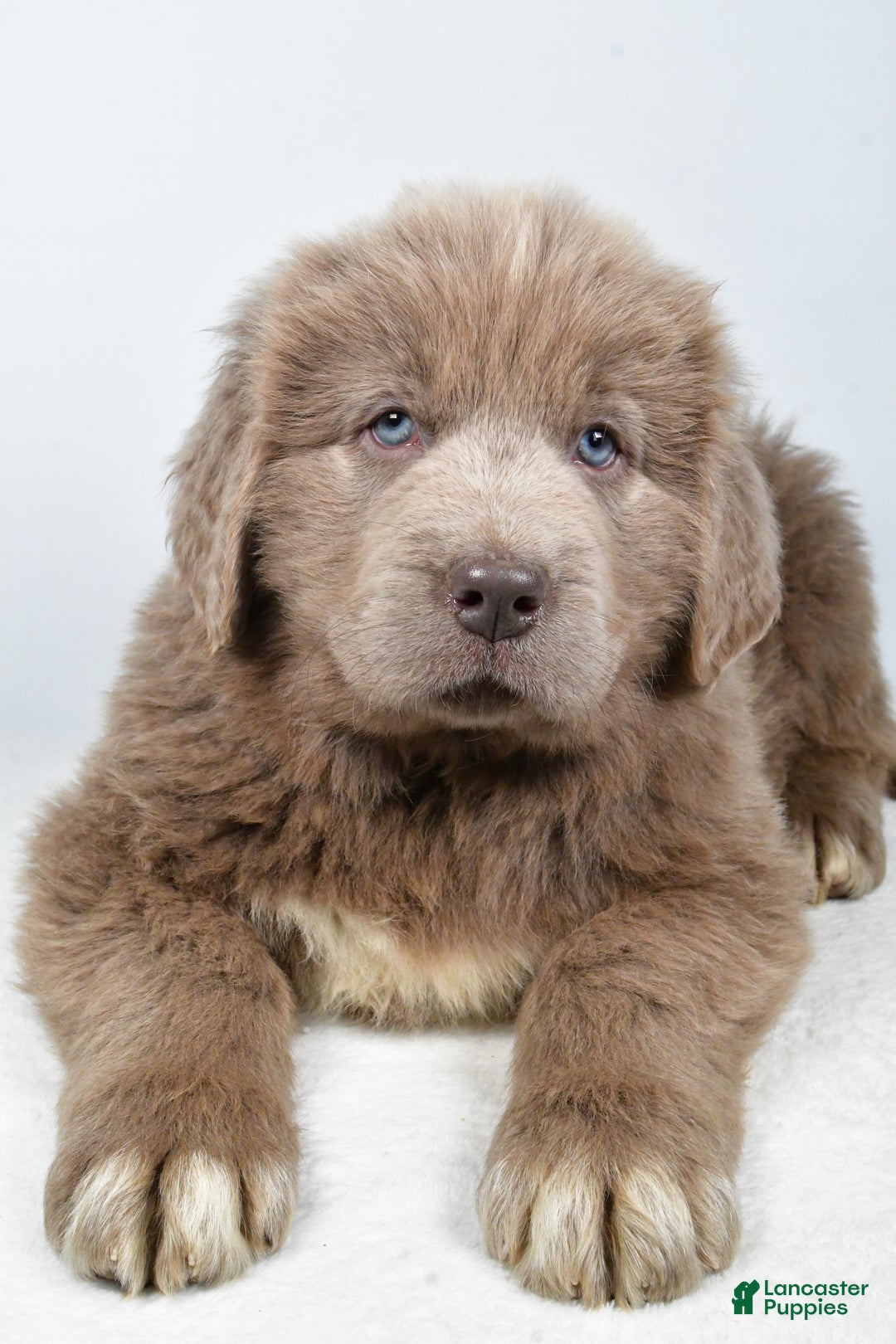 Newfoundland dogs for sale: Denver - Ad 4