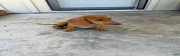 Dachshund dogs for sale: Dachshund Puppy 2 - Ad 3