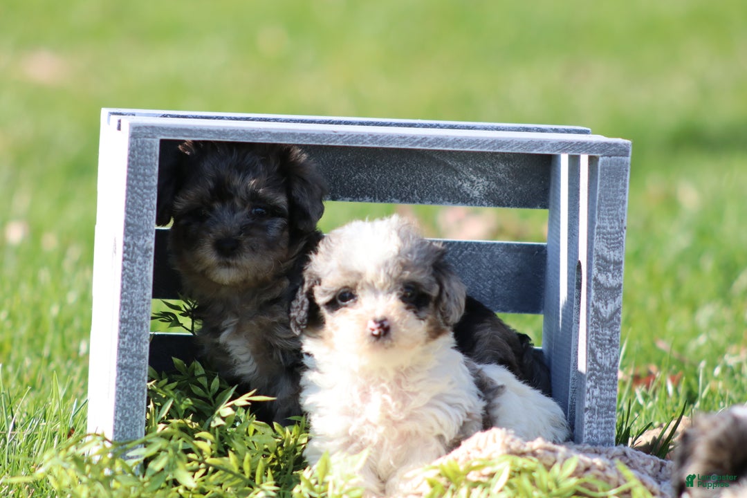 Havapoo dogs for sale: Winston - Ad 3