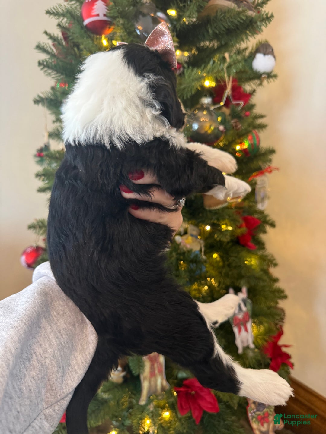 Mixed Breed dogs for sale: Frida - Ad 9