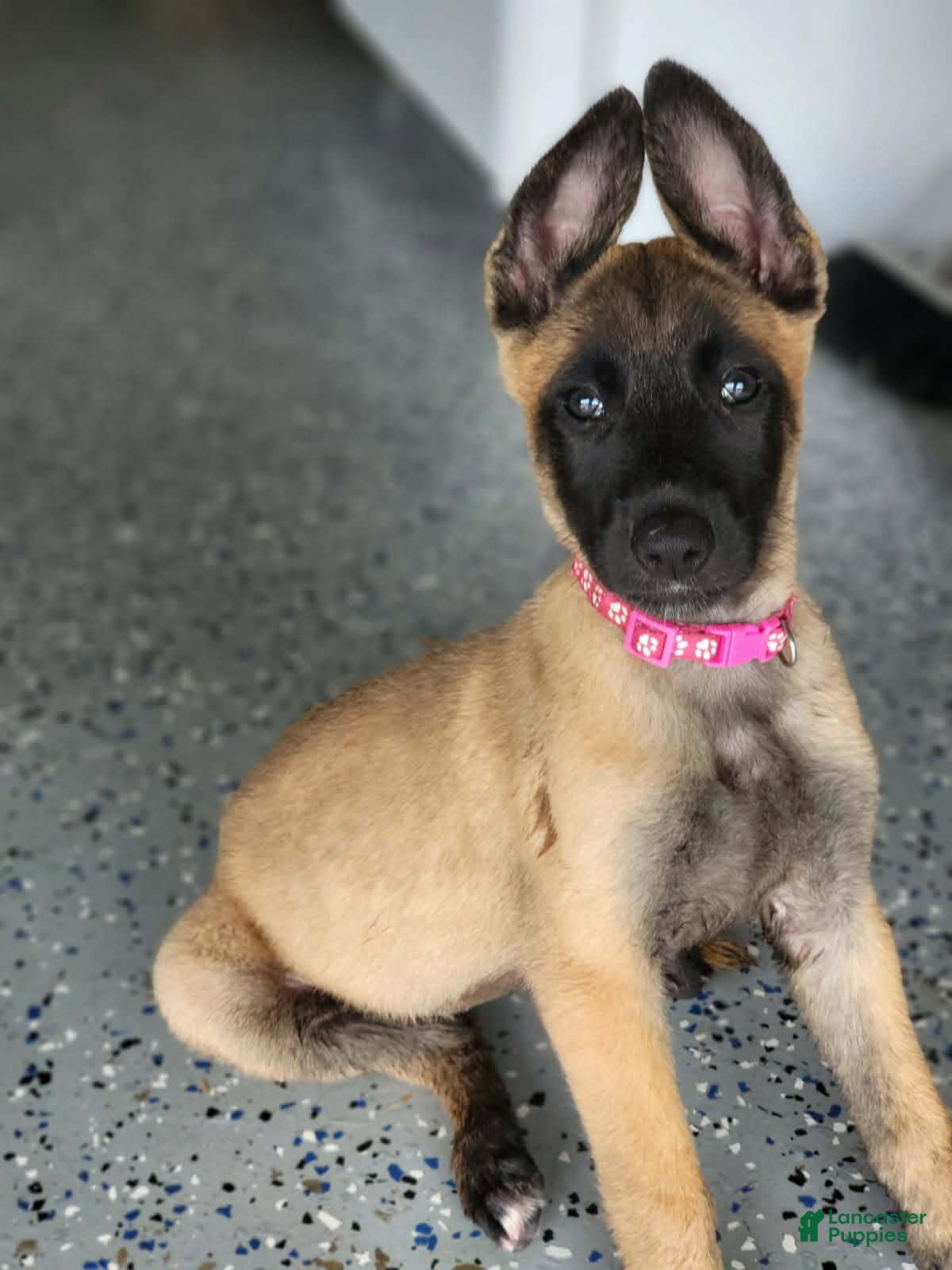 Belgian Malinois dogs Belgian Malinois Puppy 1 - Ad 7