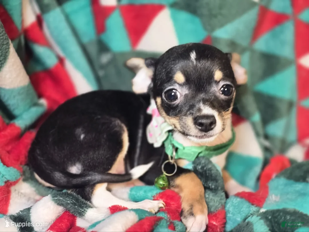 Chihuahua dogs for sale: Loky (Tr-Color) small - Ad 1