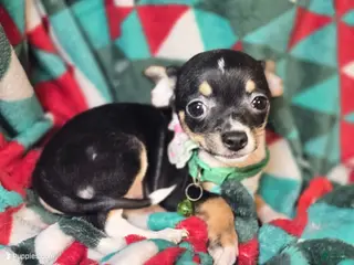 Chihuahua dogs Loky (Tr-Color) small - Ad 15