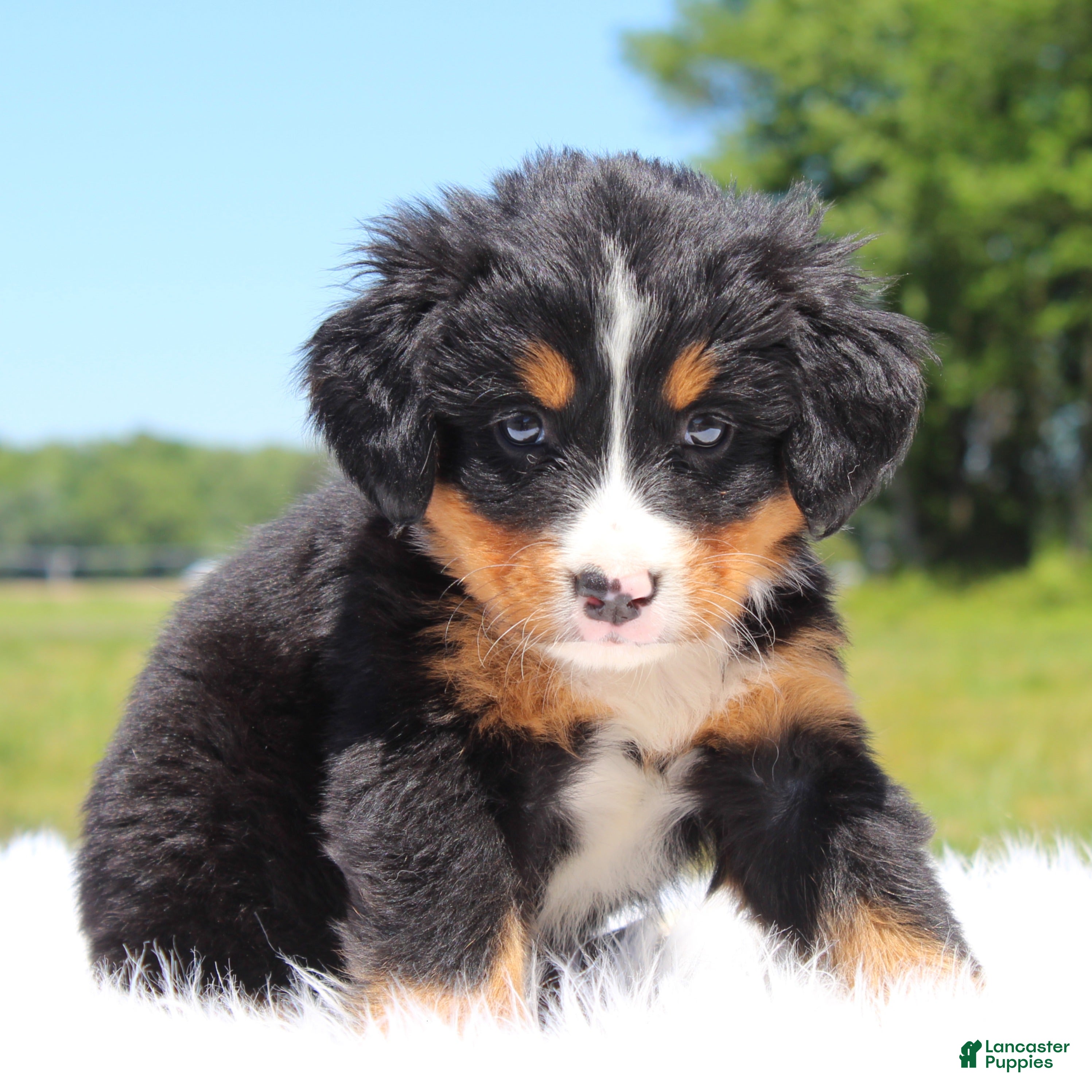 Bernese Mountain Dog dogs Summer - Ad 1