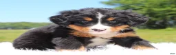 Bernese Mountain Dog dogs for sale: Summer - Ad 1