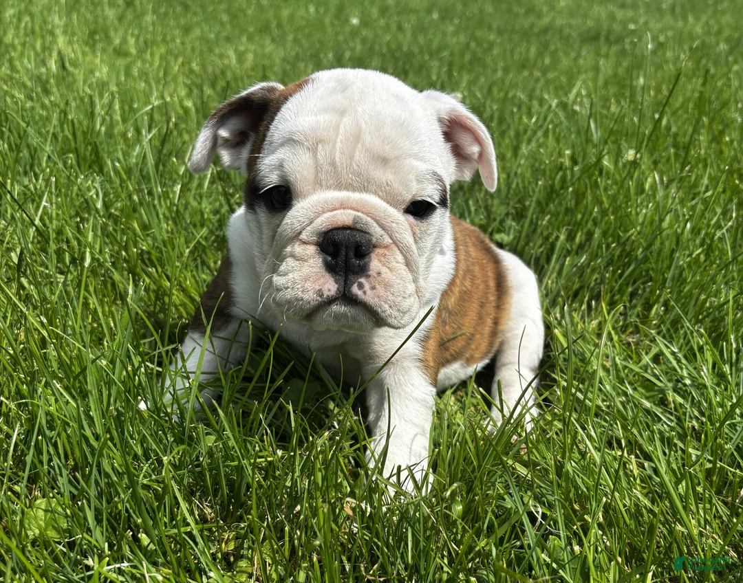 English Bulldog dogs for sale: Princess - Ad 1
