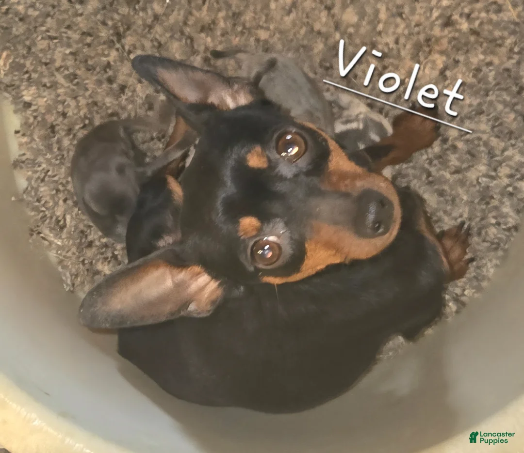 Miniature Pinscher dogs for sale: Van, merle boy - Ad 9