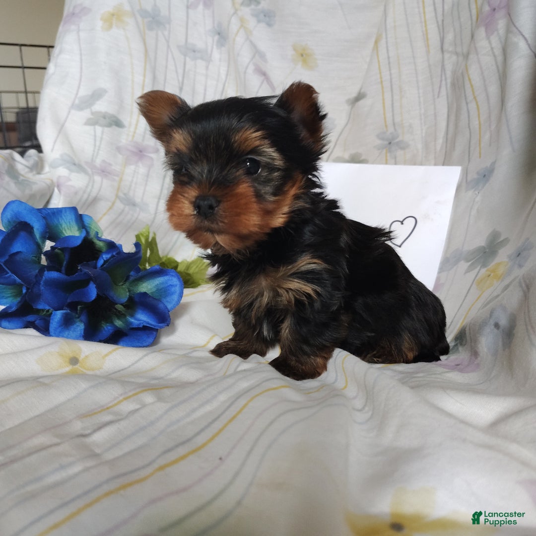 Yorkshire Terrier dogs for sale: Antonio - Ad 8